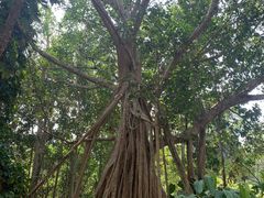 -中国科学院西双版纳热带植物园