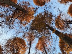 -黄海国家森林公园