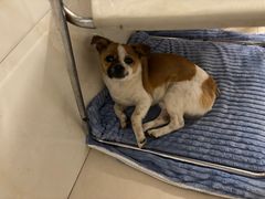 -博特宠物医院24h犬猫全科.骨科·异宠