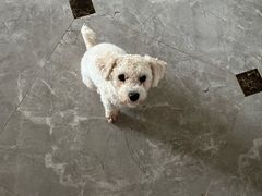 -宠颐生汉谟拉比宠物医院