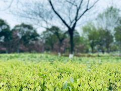 -院士公园