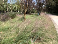 -昆山城市生态森林公园