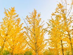 -永定河休闲森林公园