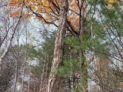 -五营红松林海景区