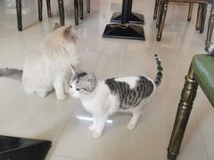 -猫咪咖啡店(新城大街店)