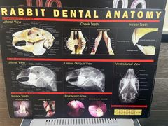 -爱侣宠医·鹦鹉专科·小型哺乳类·异宠专科(灵石路店)