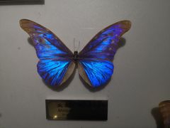 -上海昆虫博物馆