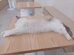 -有喵·猫咖·狗咖·30几只猫10只小狗(岗厦店)