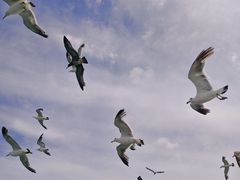 -海驴岛(荣成市)