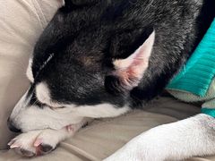 -怪兽屋·羊驼·猫咖·狗咖(俊华广场店)