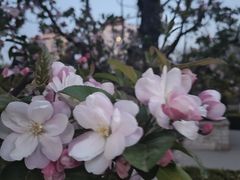 -海棠花溪(元大都城垣遗址公园)