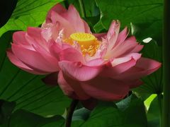 -陈家山荷花公园
