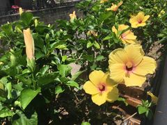 -胡里山炮台