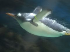 -悉尼海洋生物水族馆