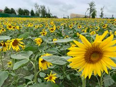 -中国天府农业博览园