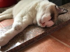 -Bastet sally猫舍购宠(静安店)