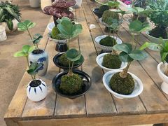 -双季花艺园艺市场(浦东店)