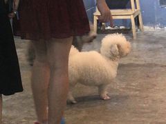 -more than meow吴止猫主题餐厅(承德 中船汇店)