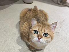 -藏猫猫咖啡主题馆(中央大道店)