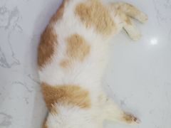 -喵园·猫主题咖啡厅·撸猫·猫咖(国贸店)