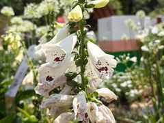 -深圳仙湖植物园