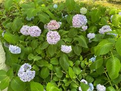 -合肥滨湖国家森林公园