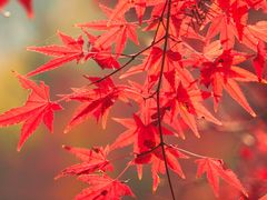 -昆山城市生态森林公园