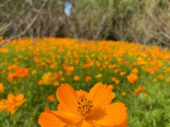 -上海吴淞炮台湾国家湿地公园