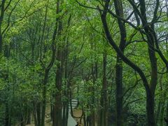 -火炉山森林公园