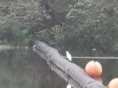 -重庆彩云湖湿地公园
