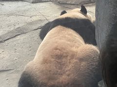 -武汉动物园