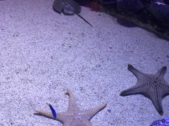 -暹罗海洋世界