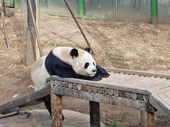 -栾川竹海野生动物园