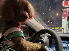 -美联众合动物医院·24h转诊中心