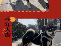 -萌宠之家·腊肠犬·马尔泰·小体犬舍