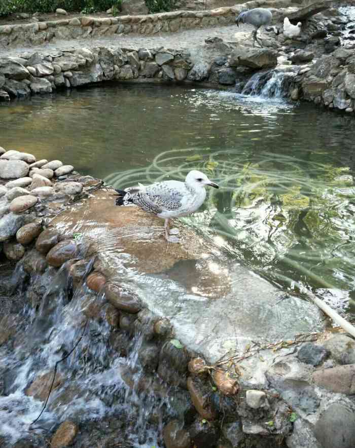 燕塞湖鸟语林景区-"来北戴河每次都要来这里,目前作为医务人员.