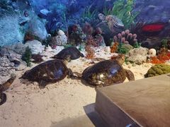 -中国（海南）南海博物馆