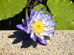 -国家植物园南园