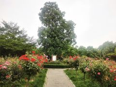 -大蜀山国家森林公园