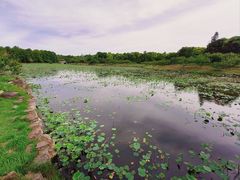 -上海海湾国家森林公园