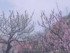 -无锡梅园公园
