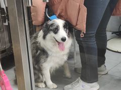 -宠福鑫康馨动物医院·骨科·眼科