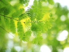 -桤木河湿地公园