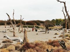 -金塔沙漠胡杨林景区
