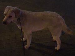 -翊宠yipet猫狗购宠庄园犬舍•猫舍