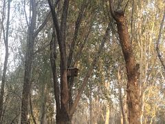 -大兴滨河森林公园