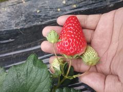 -胜丰草莓采摘园