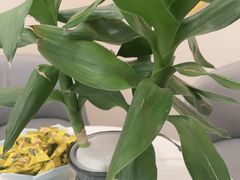 -证大大拇指广场(芳甸路店)