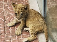 -西霞口神雕山野生动物世界