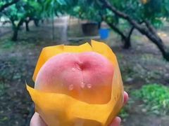 -老袁家蜜桃农场·阳山水蜜桃